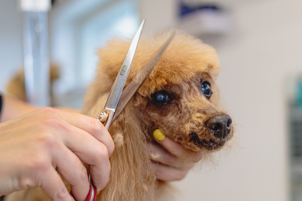 The Importance of Grooming for Pet Adoption